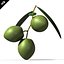 Aceituna