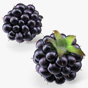 3D Realistic Blackberry with Fur