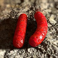 Red Long Slim Bacterium Germ