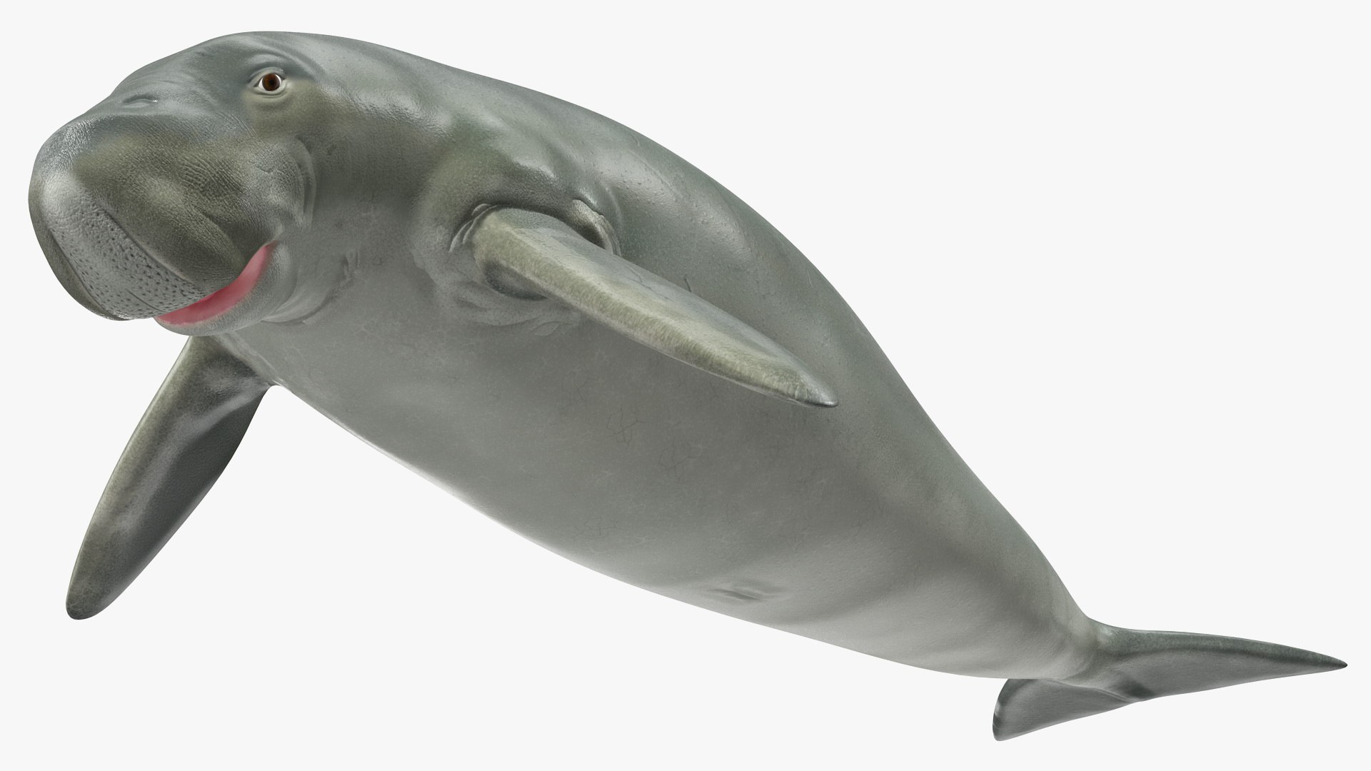 Dugong 3D model preview
