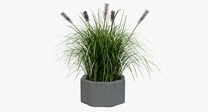clump pampas grass flower 3D model