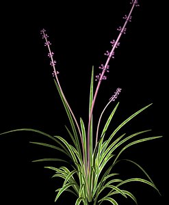 plant variegated liriope 3d model