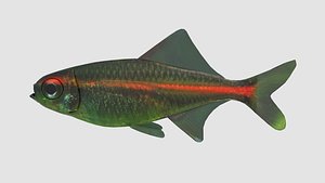 glowlight tetra fish 3D model