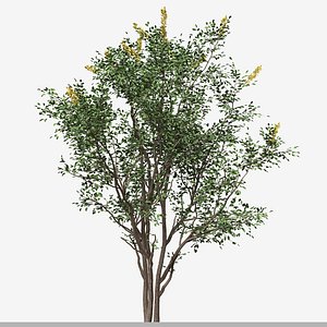 Set of Argyrocytisus Battandieri or Moroccan broom Tree - 2 Plants 3D model