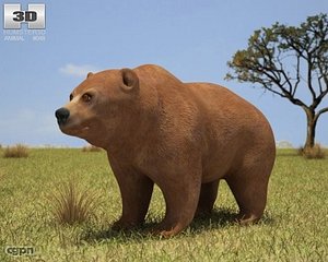 3d arctos bear grizzly model