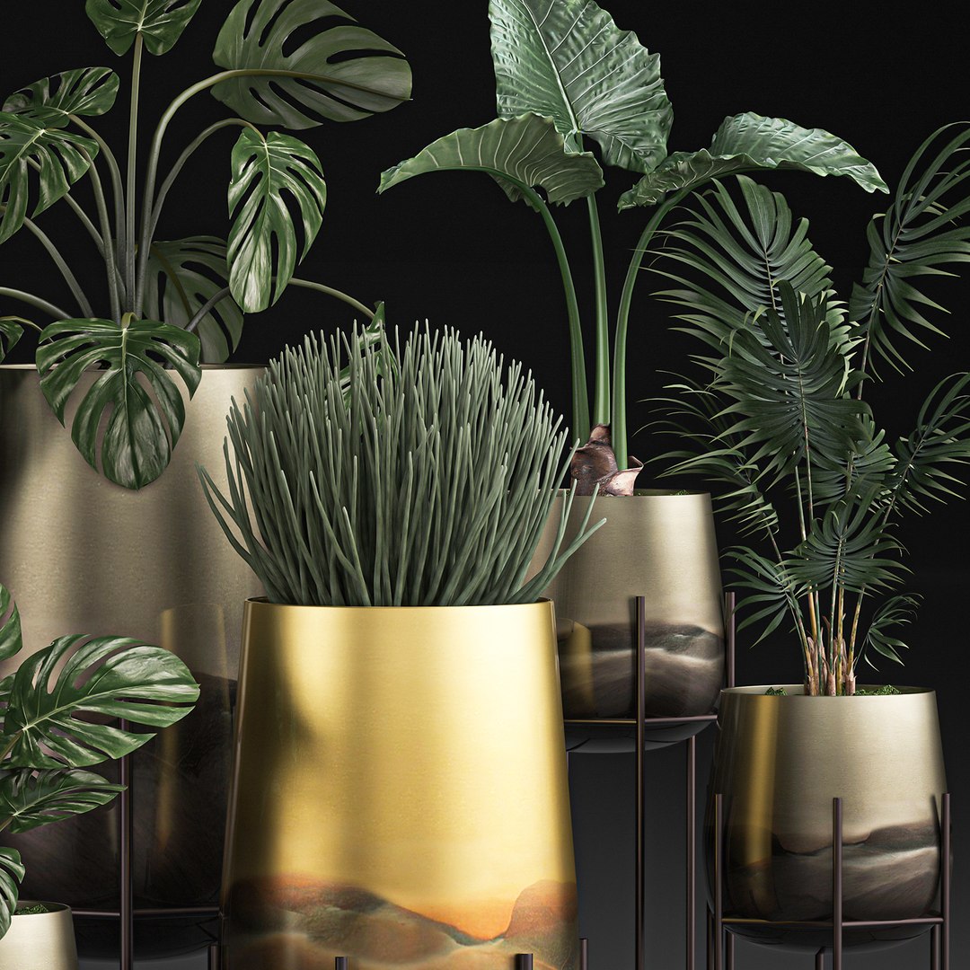 3D decorative plants pots interior https://p.turbosquid.com/ts-thumb/kY/ed7n0T/fw6djekU/plantset1205202002/jpg/1589377549/1920x1080/fit_q87/86f8203860594500bc386b755a49c8da4f44d05b/plantset1205202002.jpg