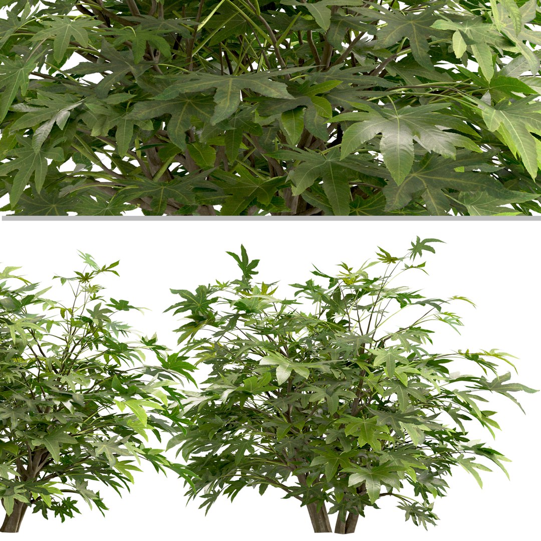 3D Set of Fatsia japonica or Japanese aralia bush - 4 Bushes model https://p.turbosquid.com/ts-thumb/kY/ltydE6/2R/fatisajaponica2copy/jpg/1670485359/1920x1080/fit_q87/1c943e082fb130ab7df7c4098a2a3906bb69d12f/fatisajaponica2copy.jpg