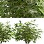 ヤツデ属ヤブガラシの茂みセット - 4 本の茂み