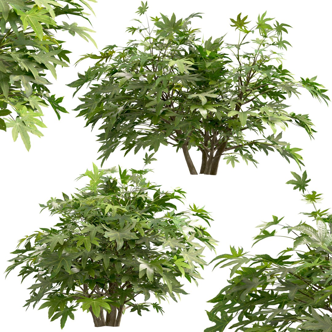 3D Set of Fatsia japonica or Japanese aralia bush - 4 Bushes model https://p.turbosquid.com/ts-thumb/kY/ltydE6/Qu/fatisajaponica4/jpg/1670483830/1920x1080/fit_q87/fbe03019fc2bf8ec5ceccf70df0dc7571f64971d/fatisajaponica4.jpg