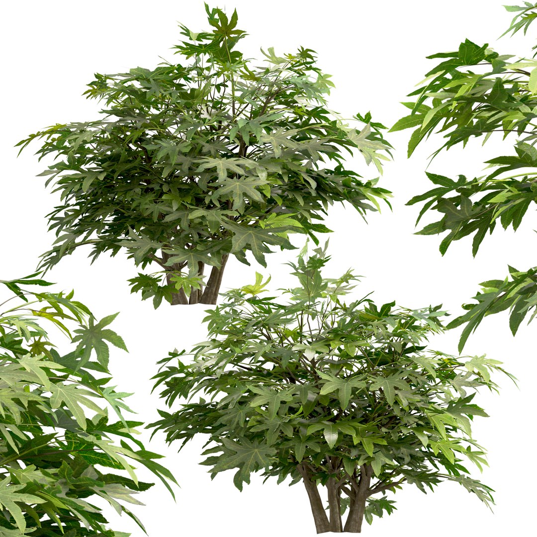 3D Set of Fatsia japonica or Japanese aralia bush - 4 Bushes model https://p.turbosquid.com/ts-thumb/kY/ltydE6/TK/fatisajaponica3/jpg/1670483948/1920x1080/fit_q87/08bc7706e3a2d1fa90eaf5e62cdb054e652cddd0/fatisajaponica3.jpg