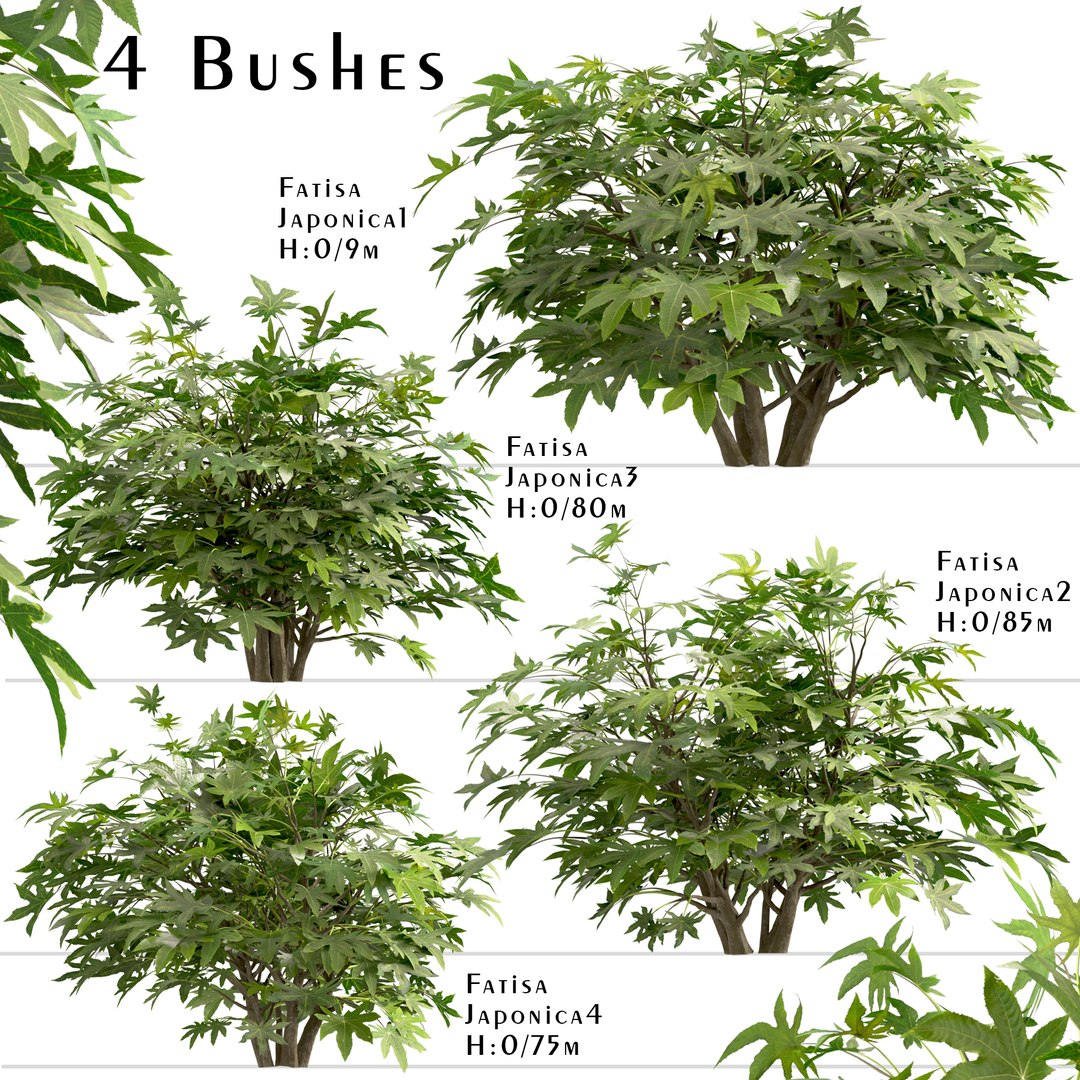 3D Set of Fatsia japonica or Japanese aralia bush - 4 Bushes model https://p.turbosquid.com/ts-thumb/kY/ltydE6/fU/fatisajaponicasetcopy/jpg/1670486320/1920x1080/fit_q87/168dfbba91311d961b4d073522c4edefc958f400/fatisajaponicasetcopy.jpg