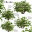 ヤツデ属ヤブガラシの茂みセット - 4 本の茂み