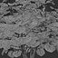 ヤツデ属ヤブガラシの茂みセット - 4 本の茂み