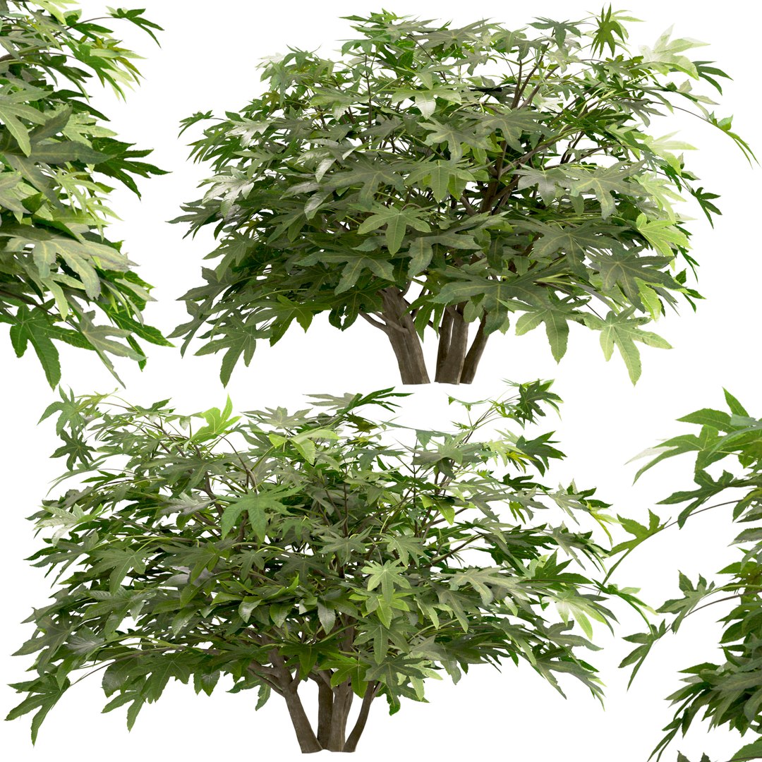 3D Set of Fatsia japonica or Japanese aralia bush - 4 Bushes model https://p.turbosquid.com/ts-thumb/kY/ltydE6/zU/fatisajaponica1copy/jpg/1670485736/1920x1080/fit_q87/4076fe6318b75e39c559f1e0cfb8ab8a53b1301f/fatisajaponica1copy.jpg