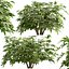 ヤツデ属ヤブガラシの茂みセット - 4 本の茂み