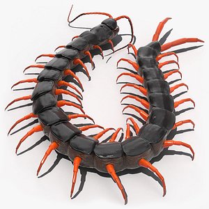 3D model red scolopendra subspinipes
