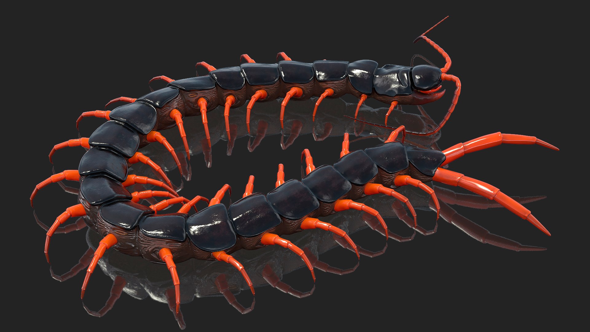 Red Scolopendra Subspinipes 3D model preview
