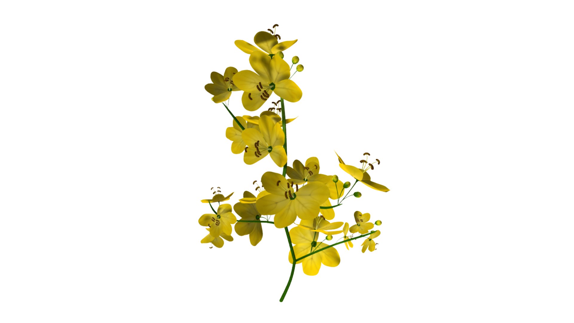 cassia trees 3d model https://p.turbosquid.com/ts-thumb/kZ/03JOyv/Fn4aK28N/cassia_02/png/1424346748/1920x1080/fit_q87/f2facae90bb7ad67f27837522e1649102f111ee9/cassia_02.jpg