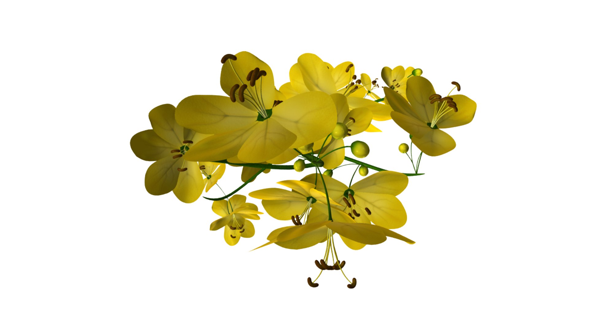 cassia trees 3d model https://p.turbosquid.com/ts-thumb/kZ/03JOyv/TwEUTj5p/cassia_03/png/1424346748/1920x1080/fit_q87/7be066bdf46ac0e19d505315ac7c74e3ed9b562b/cassia_03.jpg