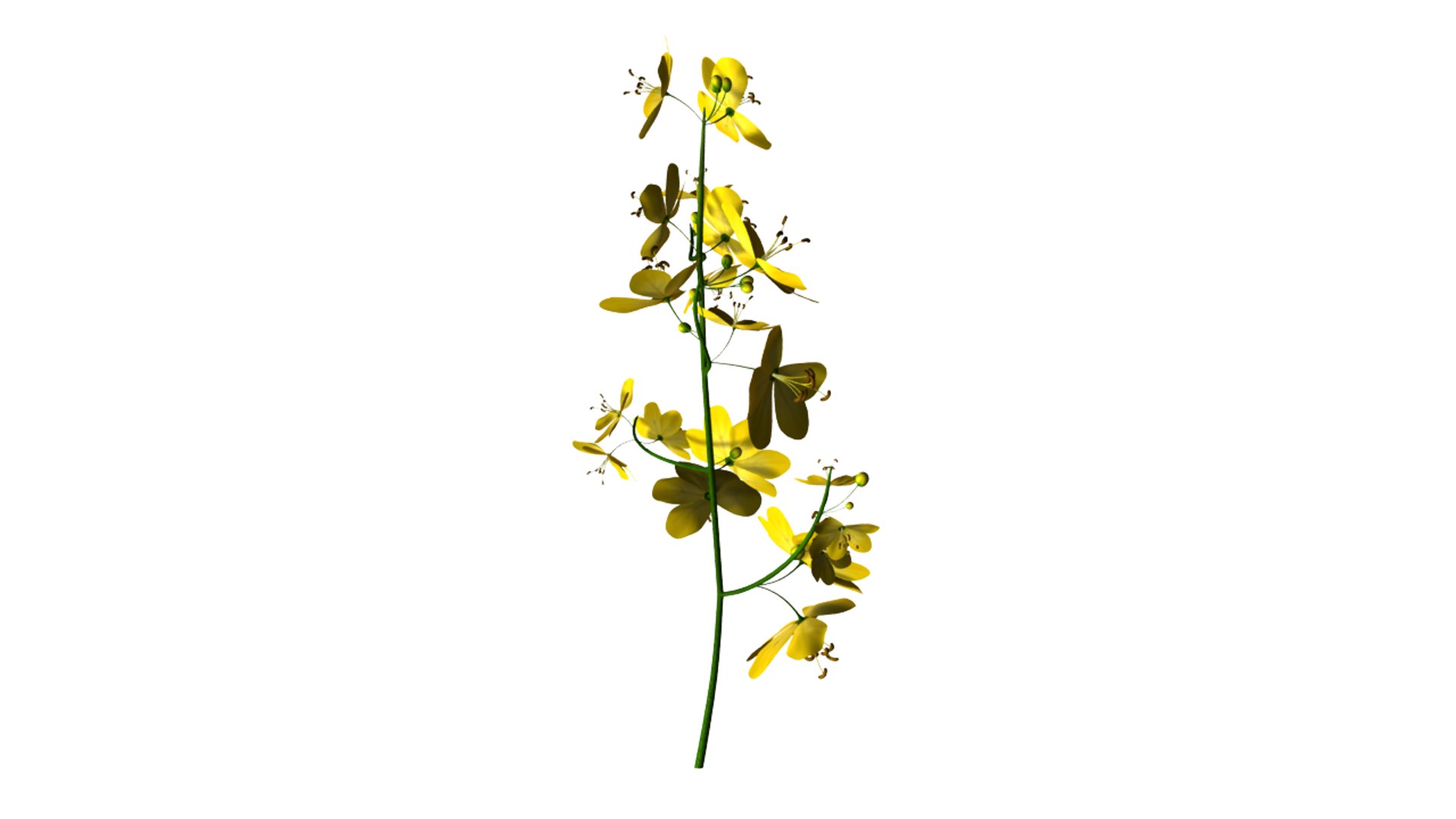 cassia trees 3d model https://p.turbosquid.com/ts-thumb/kZ/03JOyv/UTtGq4Rp/cassia_01/png/1424346804/1920x1080/fit_q87/db3c69d760b66c2cbc79dcf1565929f3ee848135/cassia_01.jpg