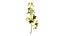 Cassia