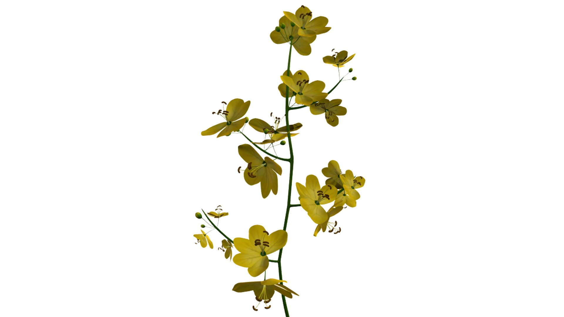 cassia trees 3d model https://p.turbosquid.com/ts-thumb/kZ/03JOyv/y0dhOka5/cassia_05/png/1424346804/1920x1080/fit_q87/27c9020e575f18486cc813eaa31f63ae0b062141/cassia_05.jpg