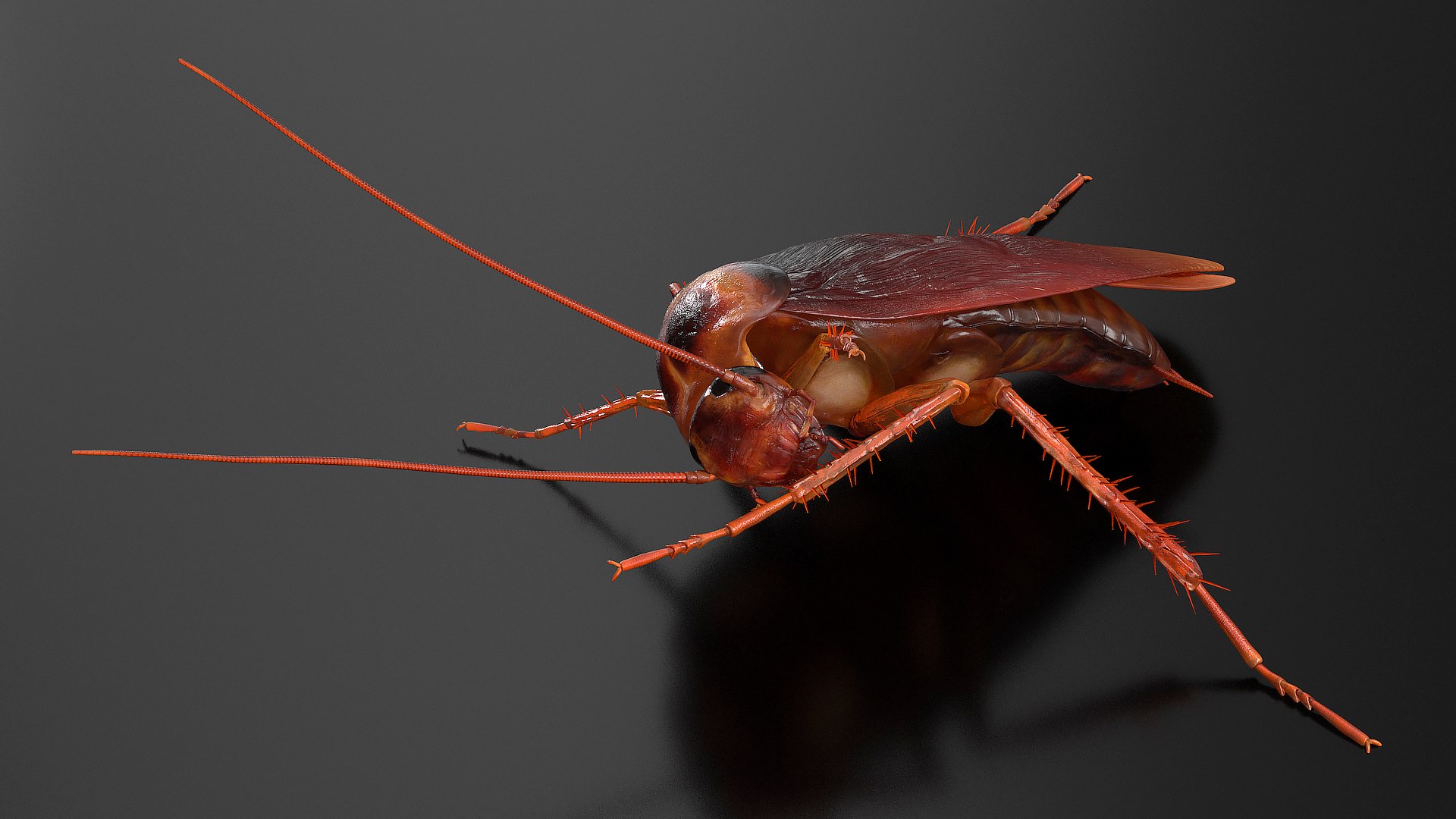3D Rigged Animated Cockroach Collection For Maya - TurboSquid 2268603
