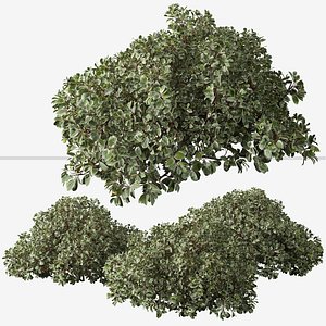 3D Set of Cornus alba Elegantissima or Siberian dogwood Shrubs