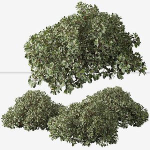 Set of Cornus alba Elegantissima or Siberian dogwood Shrubs