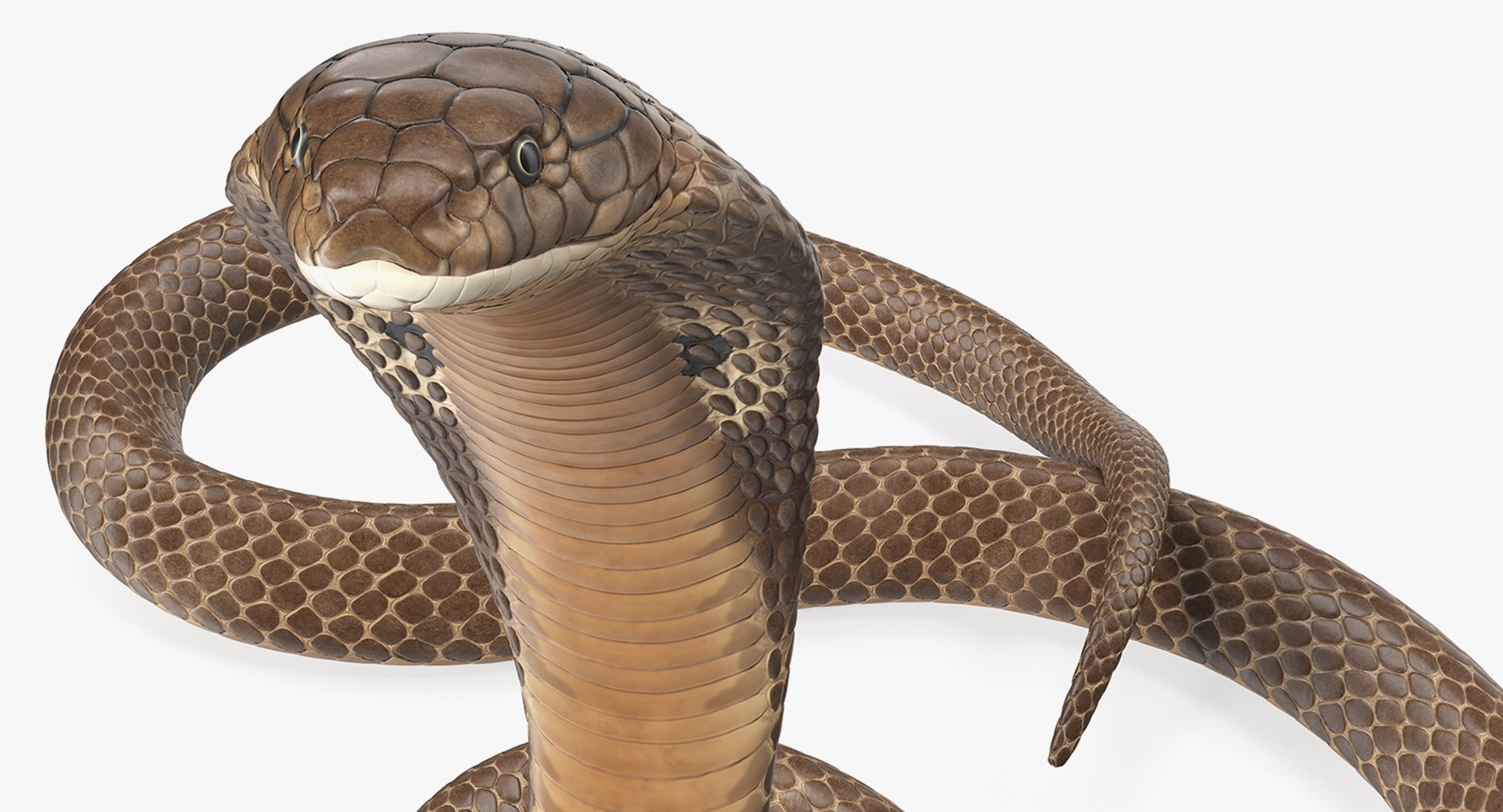 3D model beige skin cobra rigged https://p.turbosquid.com/ts-thumb/kZ/IC4WPg/2Jflnmlq/beigeskincobrarigged3dsmodel013/jpg/1562028286/1920x1080/fit_q87/fc2d9c01fe69a79790e032a1fadccb341fa81691/beigeskincobrarigged3dsmodel013.jpg