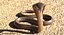 Beige Skin Cobra Rigged for Maya