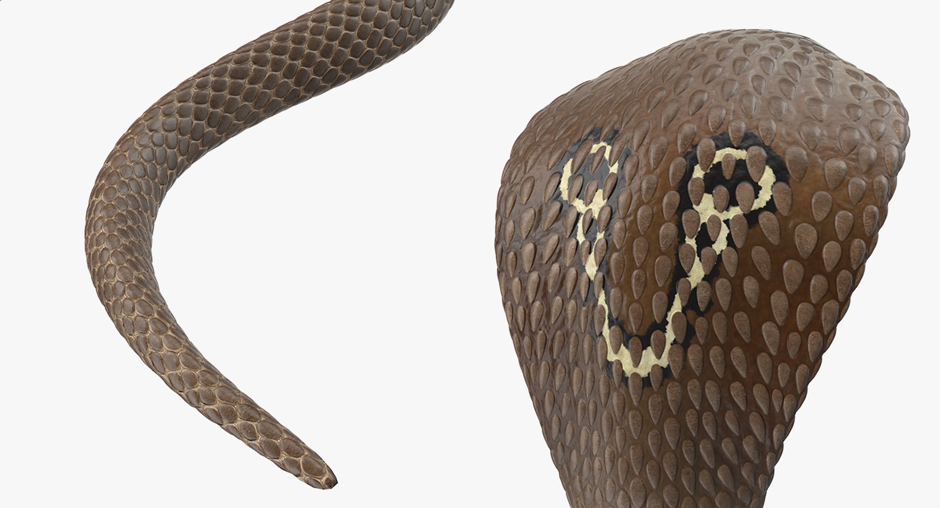 3D model beige skin cobra rigged https://p.turbosquid.com/ts-thumb/kZ/IC4WPg/MIeo9VhT/beigeskincobrarigged3dsmodel023/jpg/1562028315/1920x1080/fit_q87/8a85ce99241b7e1352cc3e16d081c561a154a28b/beigeskincobrarigged3dsmodel023.jpg