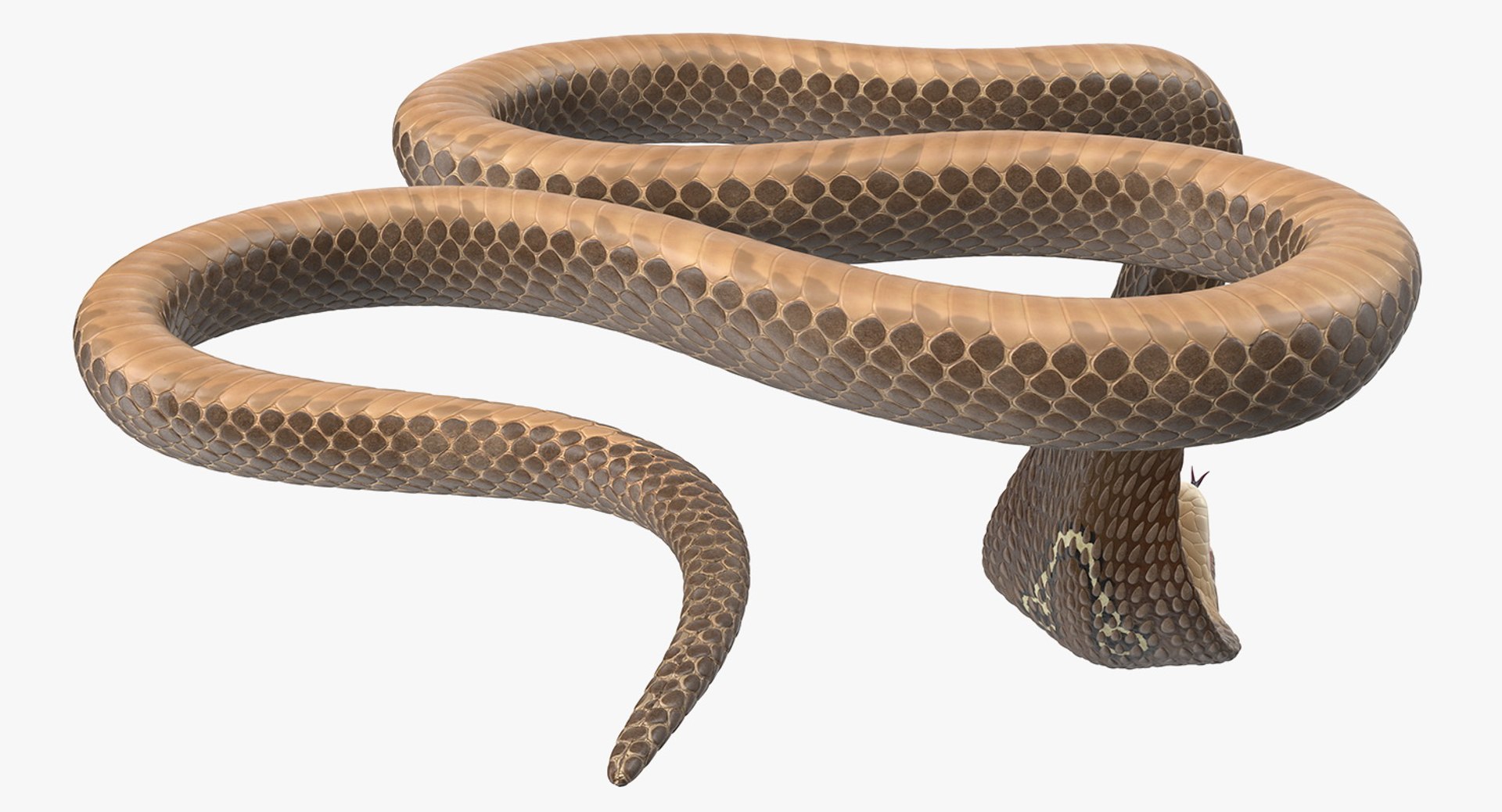 3D model beige skin cobra rigged https://p.turbosquid.com/ts-thumb/kZ/IC4WPg/QBUSkYoj/beigeskincobrarigged3dsmodel022/jpg/1562028312/1920x1080/fit_q87/5cc7fc524b718320ec3323fa794bb95622a95688/beigeskincobrarigged3dsmodel022.jpg