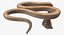 Beige Skin Cobra Rigged for Maya