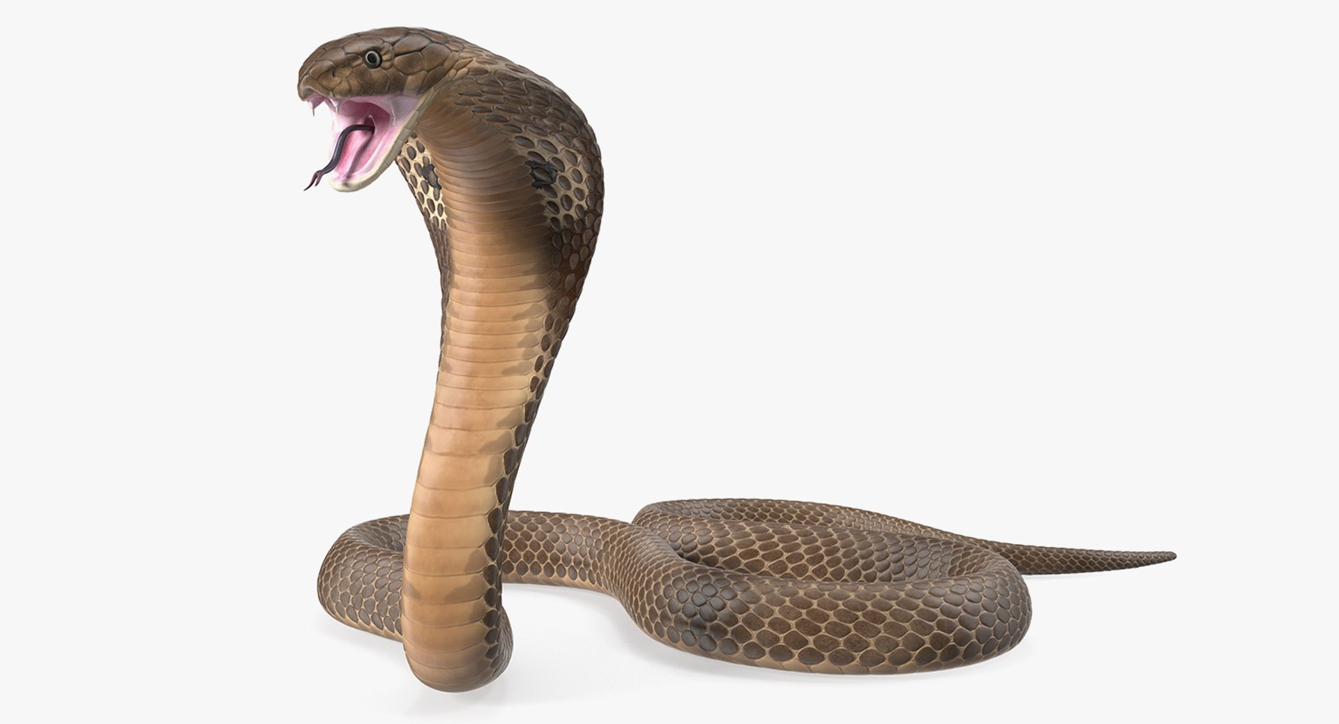 Beige Skin Cobra Rigged for Maya 3D model preview