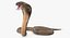 Beige Skin Cobra Rigged for Maya