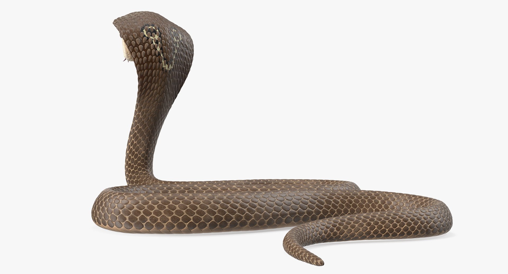 3D model beige skin cobra rigged https://p.turbosquid.com/ts-thumb/kZ/IC4WPg/YSRKOn5L/beigeskincobrarigged3dsmodel018/jpg/1562028300/1920x1080/fit_q87/ae18161e2f24d673722599113a6a32bafc30e4c6/beigeskincobrarigged3dsmodel018.jpg