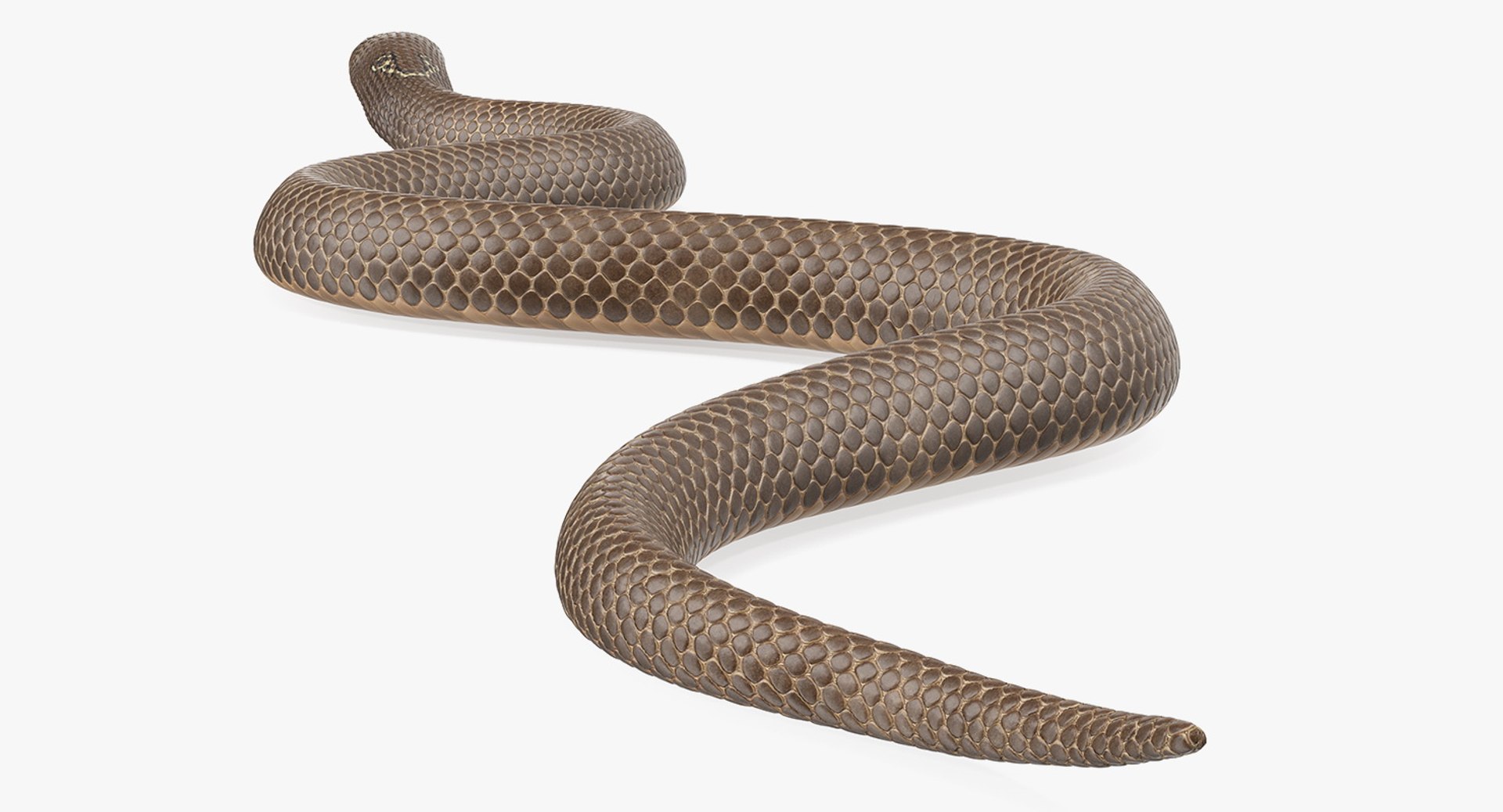 3D model beige skin cobra rigged https://p.turbosquid.com/ts-thumb/kZ/IC4WPg/bklf1oQ5/beigeskincobrarigged3dsmodel016/jpg/1562028295/1920x1080/fit_q87/f13f4082191503eb6499908d3c6386484d05d4f1/beigeskincobrarigged3dsmodel016.jpg