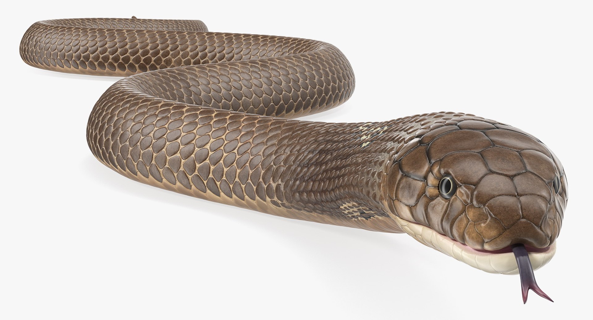 3D model beige skin cobra rigged https://p.turbosquid.com/ts-thumb/kZ/IC4WPg/jiqB1fqr/beigeskincobrarigged3dsmodel015/jpg/1562028292/1920x1080/fit_q87/e1632edc4154e8eb13056bc9af1a22f04aae851f/beigeskincobrarigged3dsmodel015.jpg