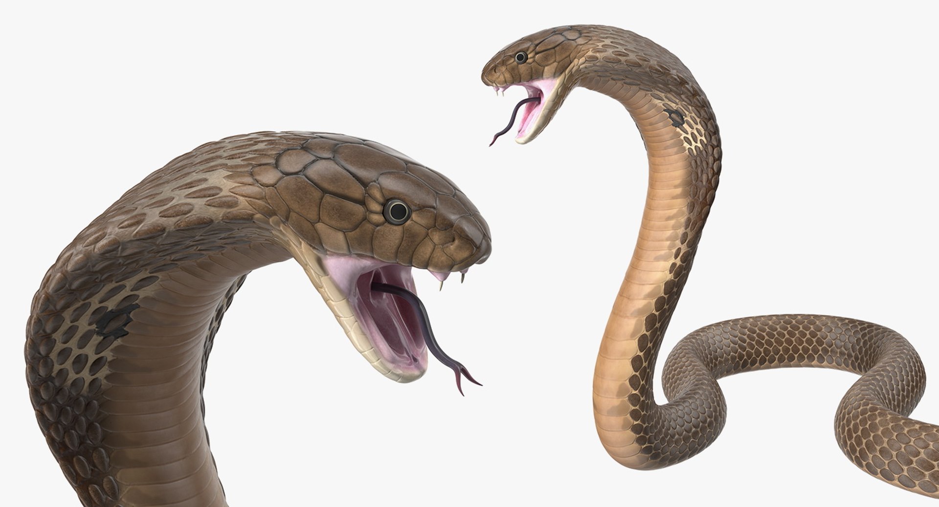 3D model beige skin cobra rigged https://p.turbosquid.com/ts-thumb/kZ/IC4WPg/pZseuGeH/beigeskincobrarigged3dsmodel014/jpg/1562028289/1920x1080/fit_q87/edf73752fc73e42c58ddf6087926dc4c183f6ea1/beigeskincobrarigged3dsmodel014.jpg