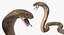 Beige Skin Cobra Rigged for Maya