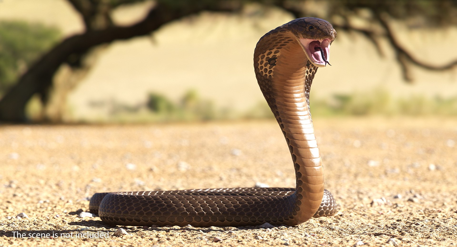 3D model beige skin cobra rigged https://p.turbosquid.com/ts-thumb/kZ/IC4WPg/rn0bjY5p/beigeskincobrarigged3dsmodel006/jpg/1562028264/1920x1080/fit_q87/445455f16e6ea2583b35e7b723a4f3429302e8d7/beigeskincobrarigged3dsmodel006.jpg