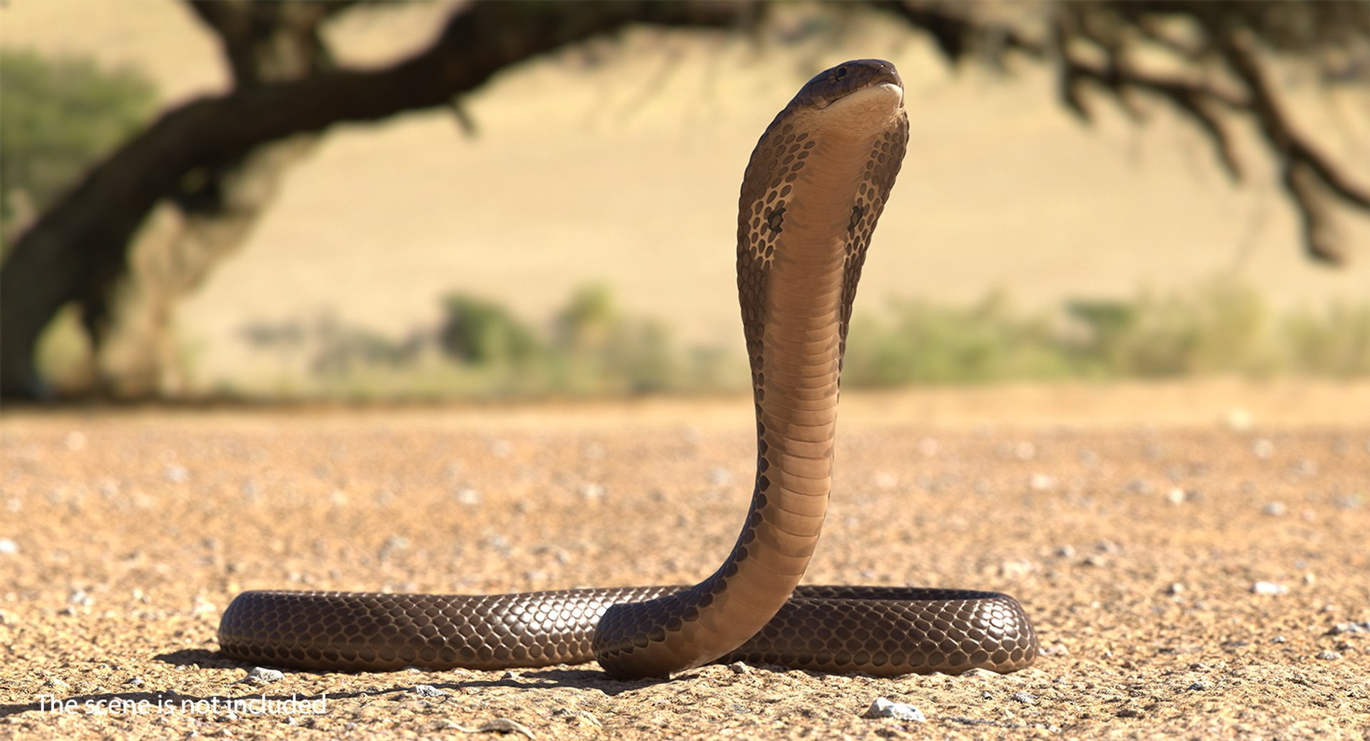 3D model beige skin cobra rigged https://p.turbosquid.com/ts-thumb/kZ/IC4WPg/x7zrv535/beigeskincobrarigged3dsmodel007/jpg/1562028268/1920x1080/fit_q87/d60f96d0a3737df3270b57ebdc3f0d61173bab07/beigeskincobrarigged3dsmodel007.jpg