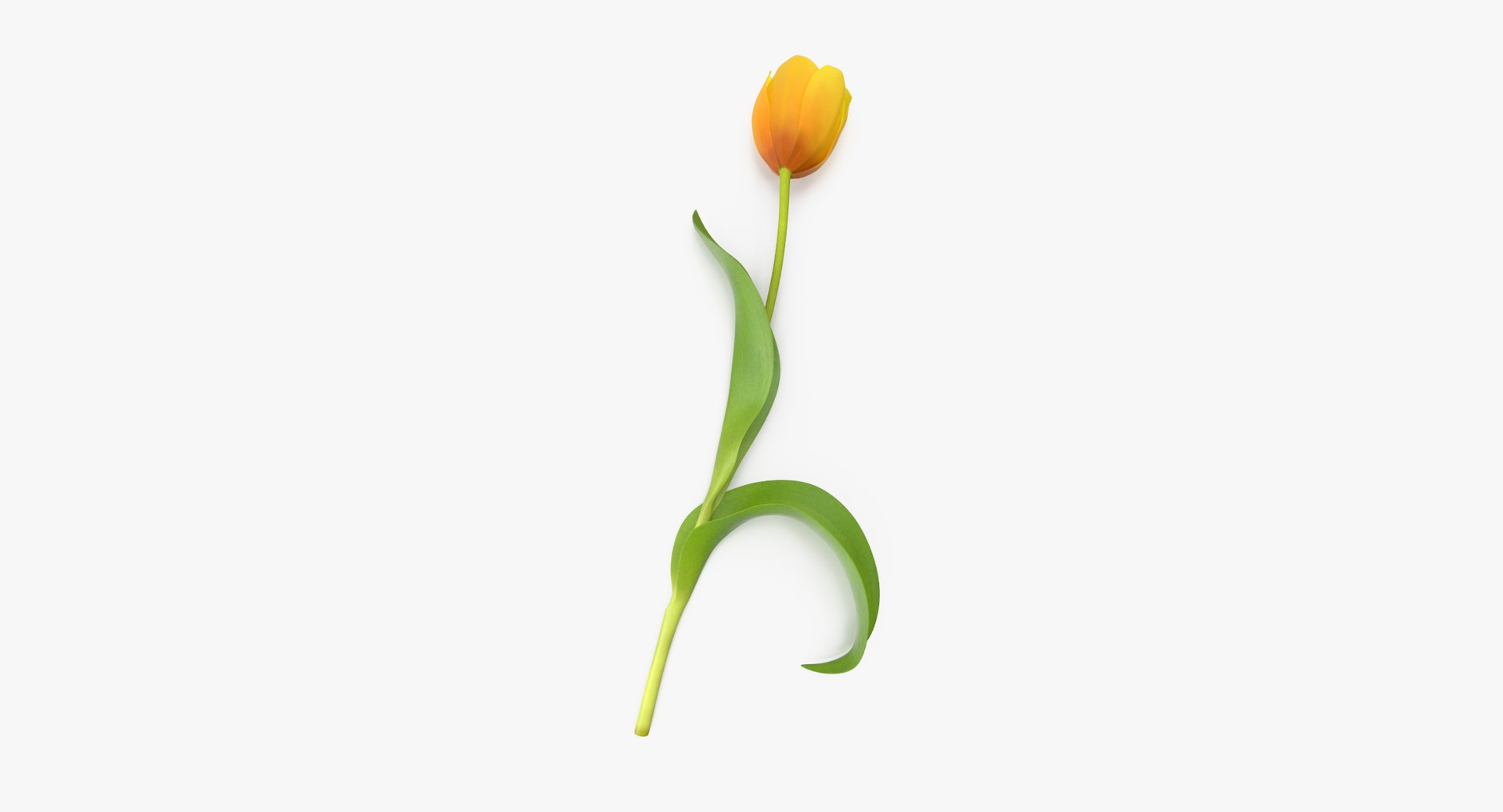 tulip single laying yellow 3d max https://p.turbosquid.com/ts-thumb/kZ/JVWL9t/B6VfAxLo/tulip_version_02_yellow_002_thumbnail_0005/jpg/1463145802/1920x1080/fit_q87/d7a30e0bab433c1fa20ed5647bf3bb0da1a6e2bf/tulip_version_02_yellow_002_thumbnail_0005.jpg