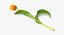 Tulipes Jaune - Pose Simple