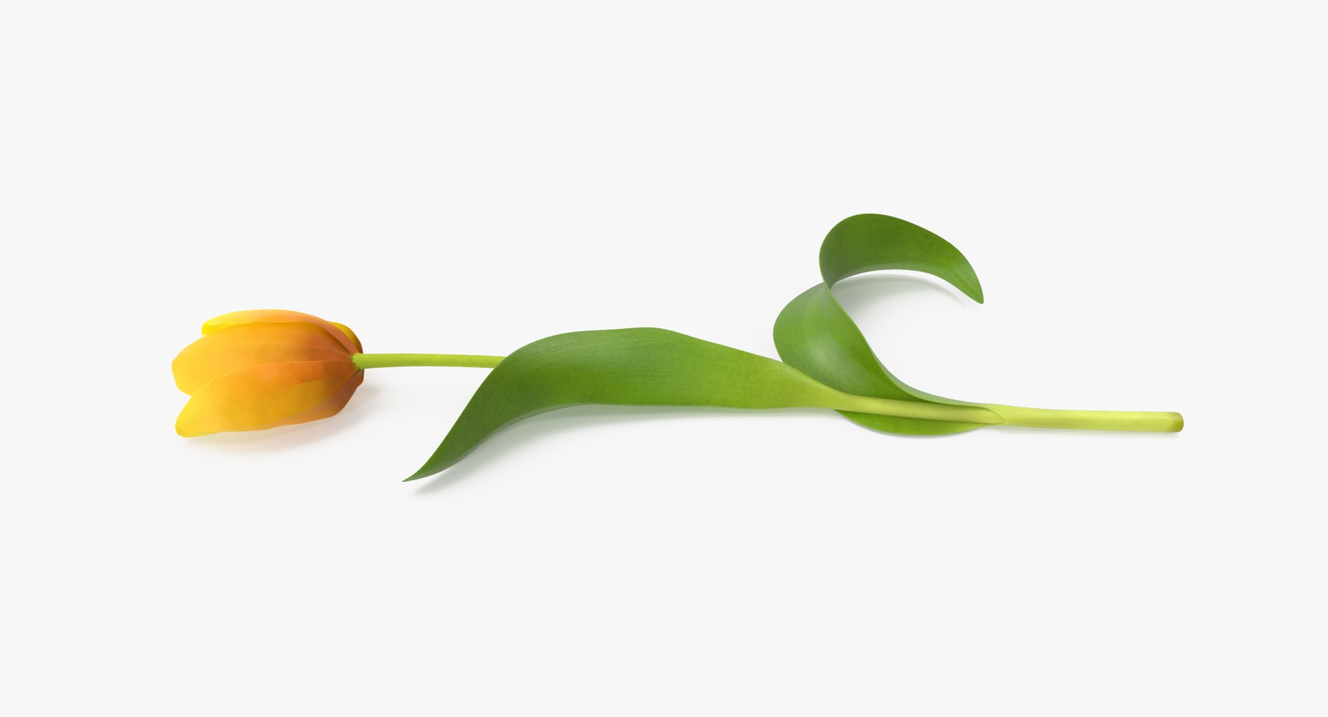 tulip single laying yellow 3d max https://p.turbosquid.com/ts-thumb/kZ/JVWL9t/m1hQCagt/tulip_version_02_yellow_002_thumbnail_0002/jpg/1463145801/1920x1080/fit_q87/760aa9b2883c29852f147b68cba8b9ecc3f5b395/tulip_version_02_yellow_002_thumbnail_0002.jpg