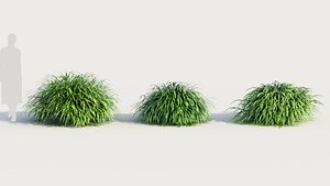 Hakonechloa macra b
