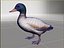 Pato
