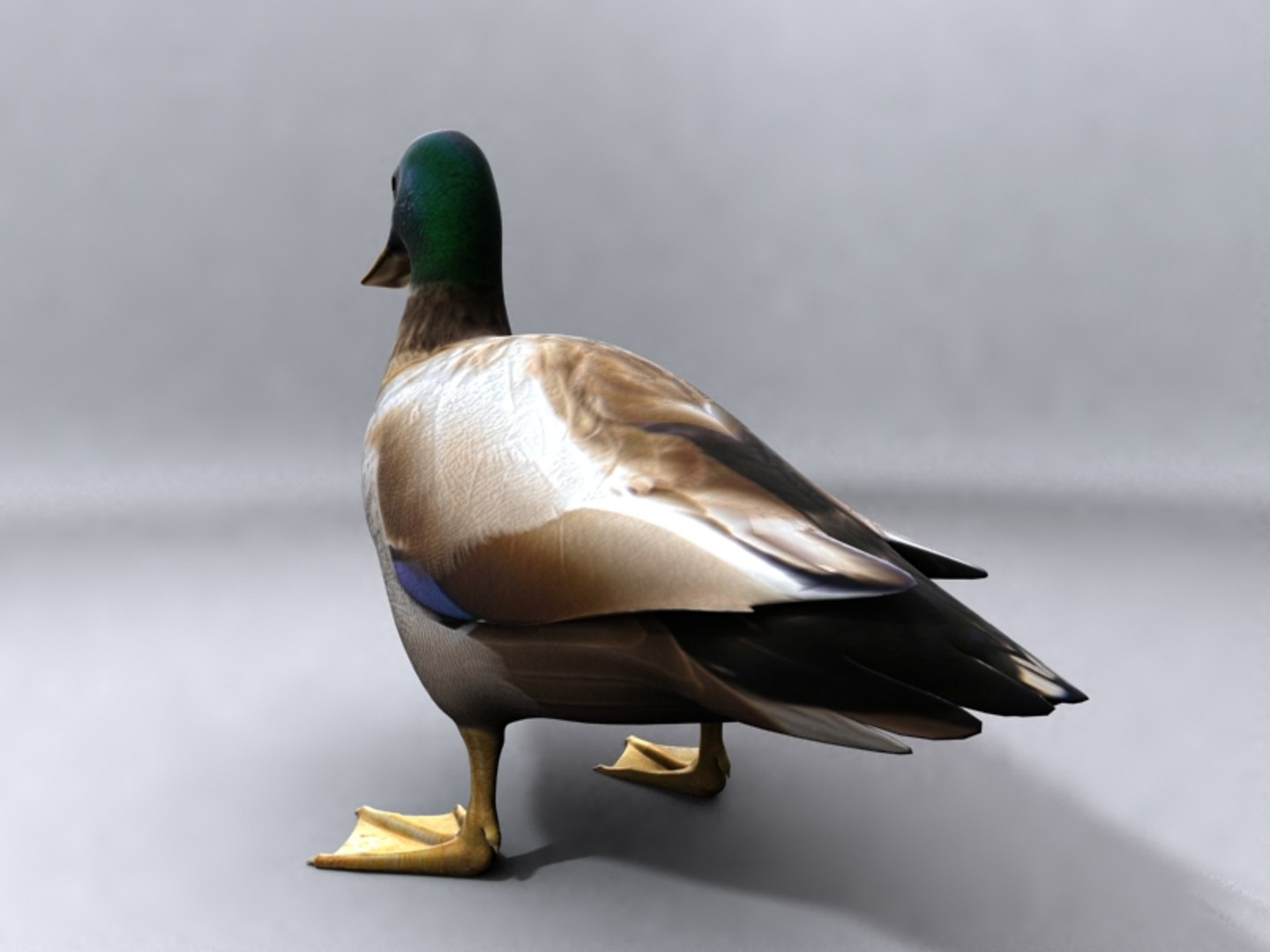 duck 3d model https://p.turbosquid.com/ts-thumb/kZ/n7HHD2/EjtIFUe4/3/jpg/1392657060/1920x1080/fit_q87/4d0f4974c099dcf3c468aa690fef4a2181096507/3.jpg