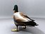 Pato